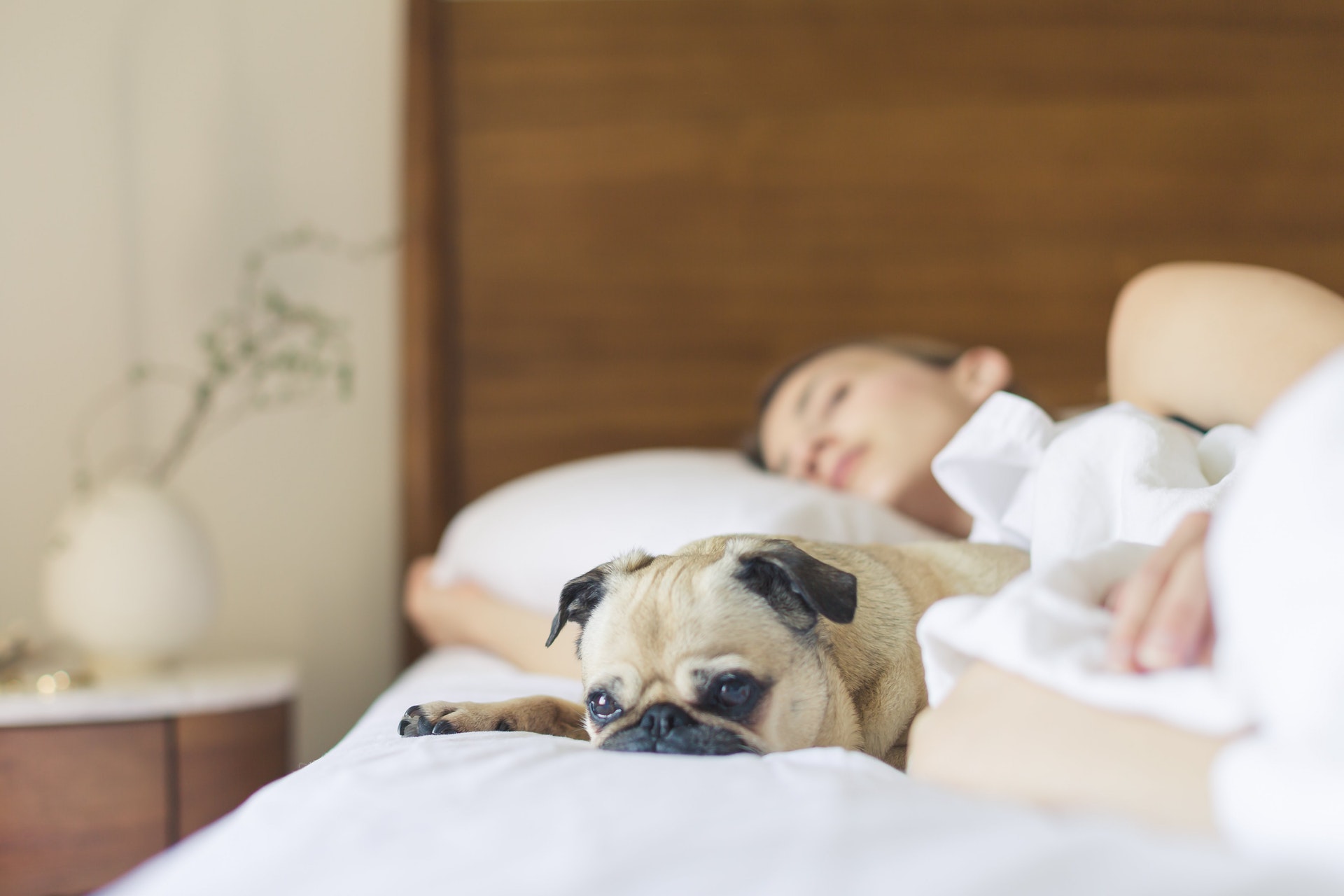 Mops im Bett