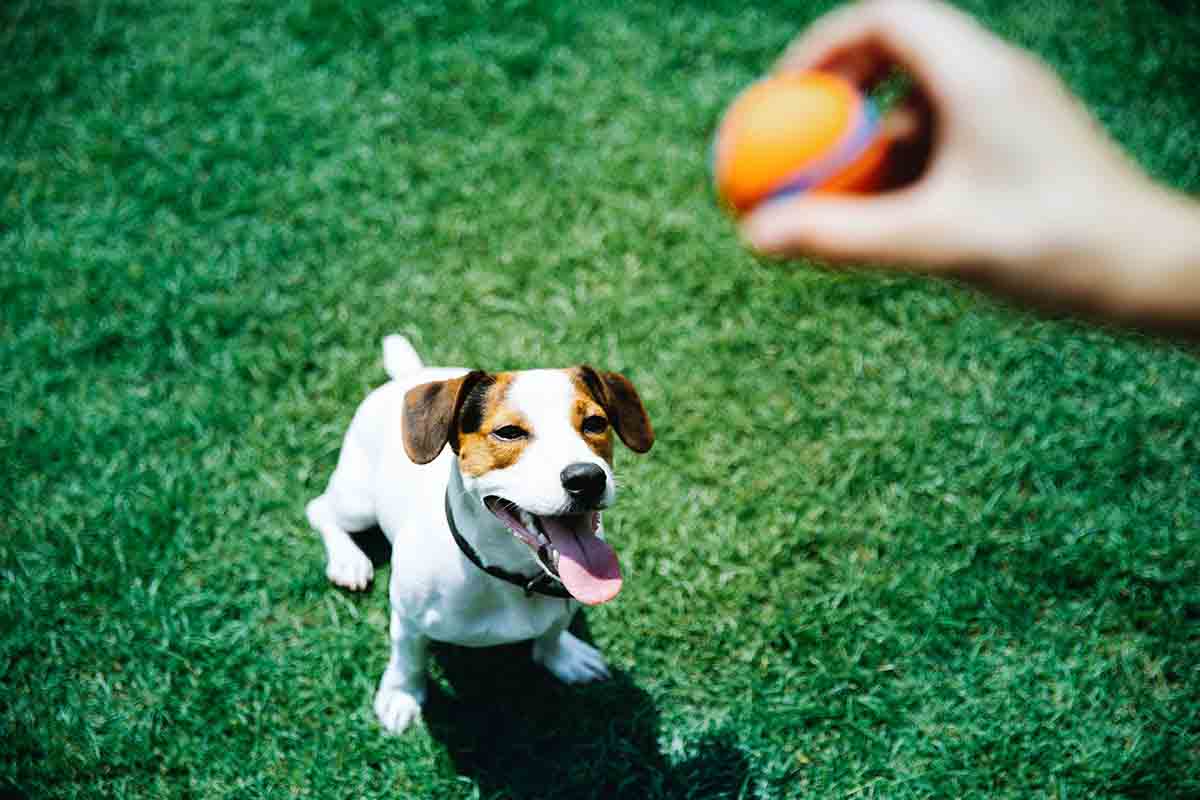 Hund mit Ball