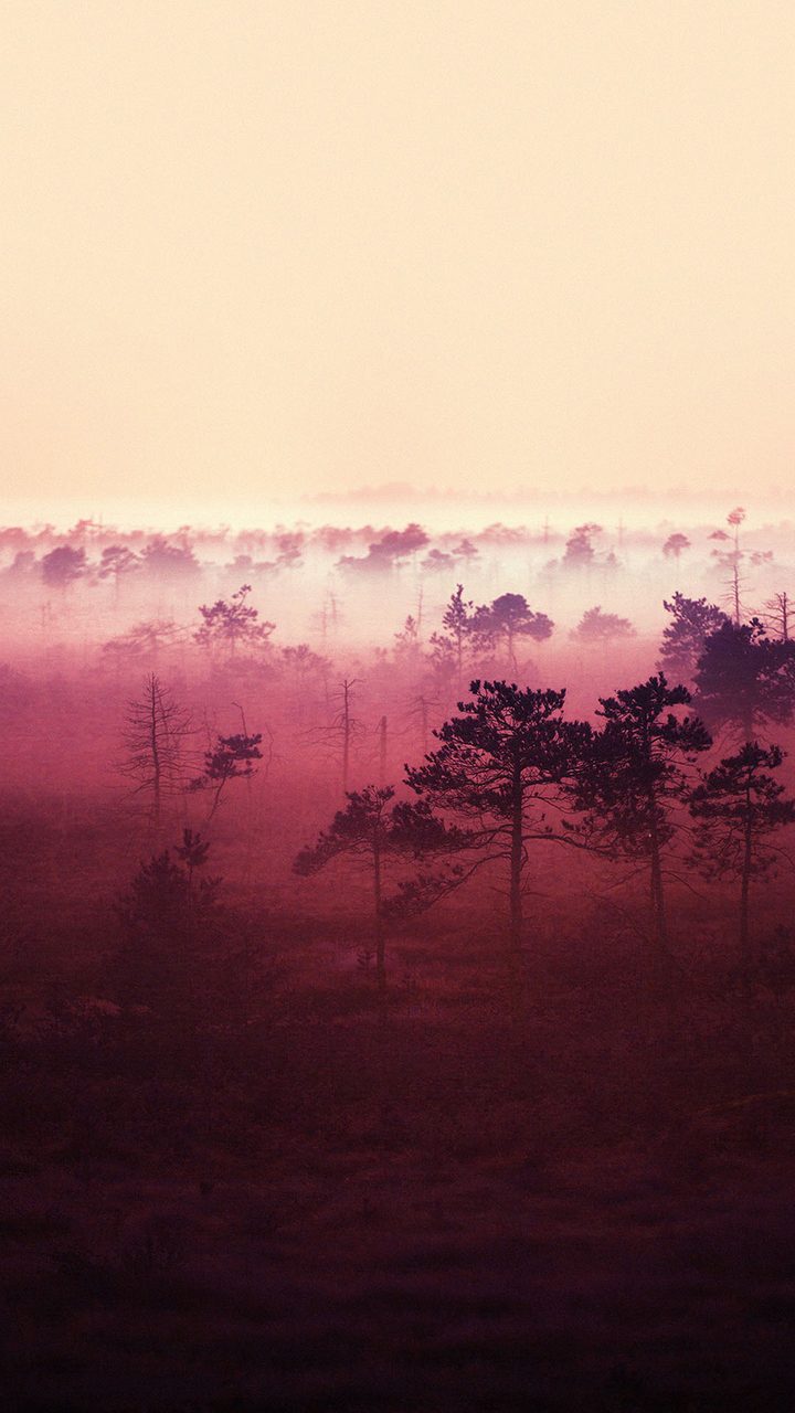 Foggy Forest